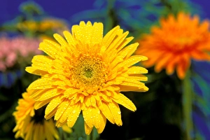 Images Dated 16th March 2007: USA, Hawaiian Islands. Closeup of flowers