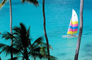 Images Dated 16th March 2007: USA, Hawaiian Islands. Palm trees and catamaran