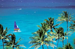 USA, Hawaiian Islands. Palm trees and sailboat