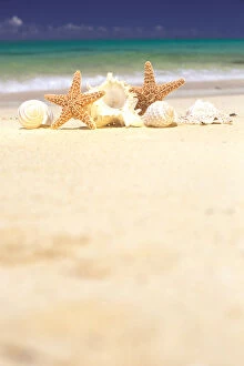USA, Hawaiian Islands. Sea shells and starfish