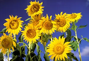 USA, Hawaiian Islands. Sunflowers