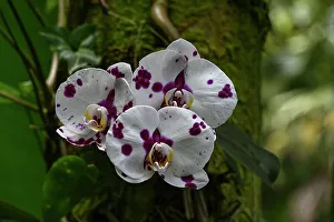 Images Dated 23rd November 2023: USA, Hilo, Hawaii. Tropical Bioreserve and Garden has varieties of Orchids