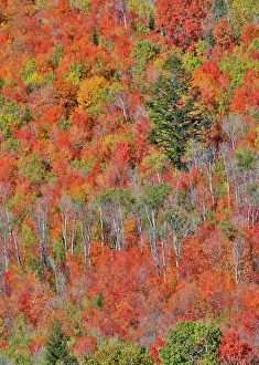 Maple Prints: USA, Idaho. Aspen and maple near Liberty and Bear Lake in autumn colors