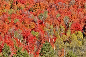 Maple Prints: USA, Idaho. Aspen and maple near Liberty and Bear Lake in autumn colors