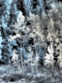 USA, Idaho, Aspens a with soft focus