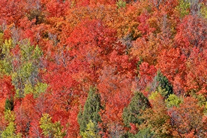 Maple Prints: USA, Idaho. Bloomington Canyon Road hillsides in fall color on maple