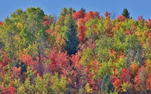 Maple Prints: USA, Idaho. Bloomington Canyon Road hillsides in fall color on maple