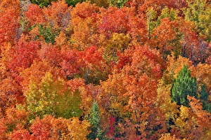 Maple Prints: USA, Idaho. Bloomington Canyon Road hillsides in fall color on maple