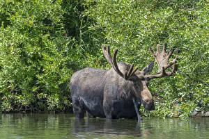 Teton Prints: USA, Idaho. Bull Moose in Teton River