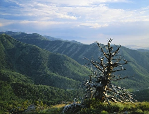 Cache Valley Prints: USA, Idaho, Cache Valley, Cache National Forest, Bear River Range, Twisted tree in