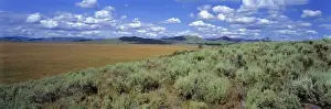 Sage Brush Prints: USA, Idaho, Camas Co. Sagebrush and lupine line the edge of a dry prairie in Camas County
