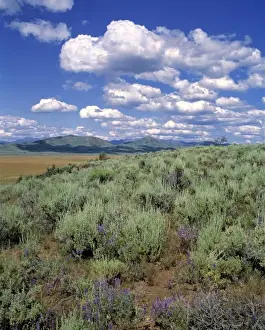 Country Side Prints: USA, Idaho, Camas Co. Sagebrush and lupine fill the prairie of the Great Basin area in Camas Co