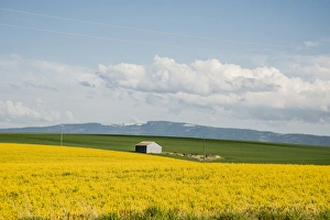 Vast Prints: USA: Idaho, Columbia River Basin, Snake and Salmon River Basins, Camas Prairie