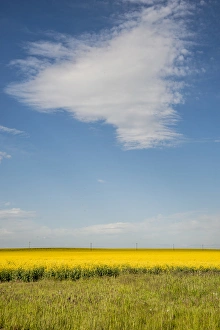 USA: Idaho, Columbia River Basin, Snake and Salmon River Basins, Camas Prairie