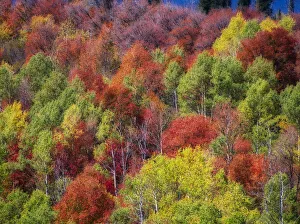 Images Dated 14th September 2021: USA, Idaho. Fall colors and aspens along Montpelier Canyon in Idaho in the autumn