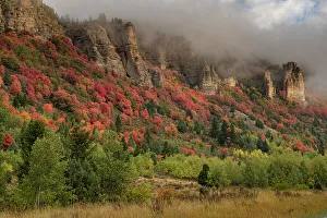 Caribou Targhee Prints: USA, Idaho. Fall foliage in Palisades region