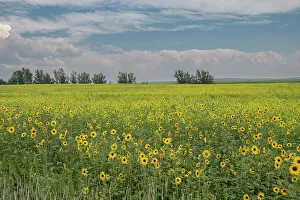Sunflower Prints: USA, Idaho. Field of common sunflower grown as a crop along Highway 33