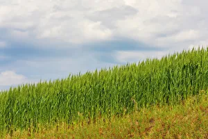 Grain Prints: USA, Idaho, Genesee. Green wheat fields