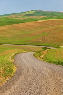 Winding Road Prints: USA, Idaho, Genesee. Green wheat fields. Gravel, dirt road