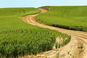 USA, Idaho, Genesee. Green wheat fields. Dirt road