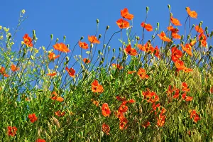 Multicolor Prints: USA, Idaho, Genesee. Red Orange poppies