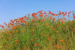 Multicolor Prints: USA, Idaho, Genesee. Red Orange poppies