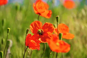 Multicolor Prints: USA, Idaho, Genesee. Red Orange poppies