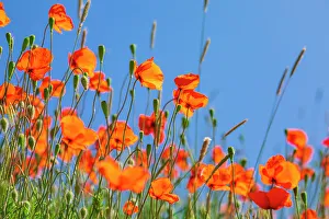 Multicolor Prints: USA, Idaho, Genesee. Red Orange poppies