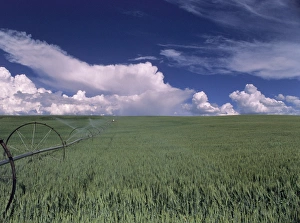 Cultivate Prints: USA, Idaho, Green Wheat Field, Clouds, Summer, Fruitland