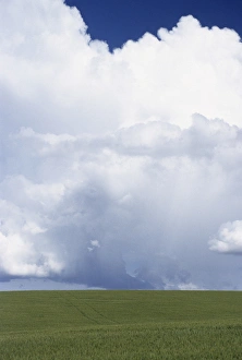 Images Dated 12th December 2012: USA, Idaho, Green Wheat Field, Clouds, Summer, Fruitland