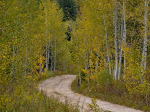 Gold Color Prints: USA, Idaho, Highway 36 west of Liberty dirt road and Aspens in autumn