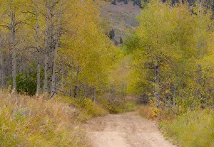 USA, Idaho, Highway 36 west of Liberty dirt road and Aspens in autumn
