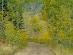 Images Dated 26th September 2020: USA, Idaho, Highway 36 west of Liberty dirt road and Aspens in autumn