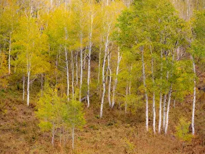 Images Dated 25th September 2020: USA, Idaho, Highway 36 west of Liberty and hillsides covered with Aspens in autumn