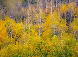 USA, Idaho, Highway 36 west of Liberty and hillsides covered with Aspens in autumn