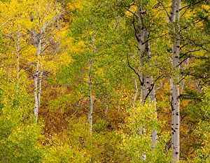 Images Dated 25th September 2020: USA, Idaho, Highway 36 west of Liberty and hillsides covered with Aspens in autumn
