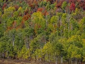 Highway 36 Prints: USA, Idaho, Highway 36 west of Liberty and hillsides covered with Canyon Maple and Aspens in autumn