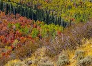 USA, Idaho, Highway 36 west of Liberty and hillsides covered with Canyon Maple and Aspens in autumn