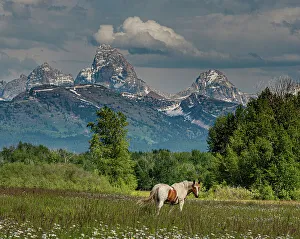 Images Dated 10th December 2022: USA, Idaho. Horse grazing in meadow