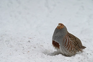 Hungarian Prints: USA, Idaho. Hungarian partridge often visit the dropping from our bird feeders