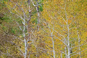 Liberty Idaho Prints: USA, Idaho, Liberty. Mink Creek, Highway 36, Aspen groves with leaves golden during Autumn