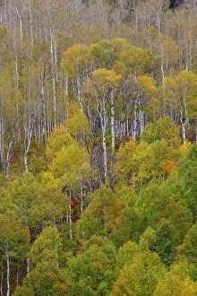 Liberty Idaho Prints: USA, Idaho, Liberty. Mink Creek, Highway 36, Aspen groves with leaves golden during Autumn