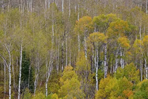 Liberty Idaho Prints: USA, Idaho, Liberty. Mink Creek, Highway 36, Aspen groves with leaves golden during Autumn