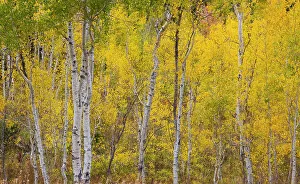 Liberty Idaho Prints: USA, Idaho, Liberty. Mink Creek, Highway 36, Aspen groves with leaves golden during Autumn