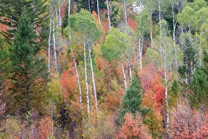 Liberty Idaho Prints: USA, Idaho, Liberty. Mink Creek