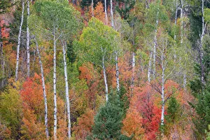 Liberty Idaho Prints: USA, Idaho, Liberty. Mink Creek