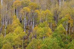 Liberty Idaho Prints: USA, Idaho, Liberty. Mink Creek, Highway 36, Aspen groves with leaves golden during Autumn