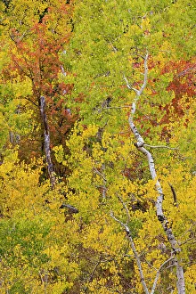 Liberty Idaho Prints: USA, Idaho, Liberty. Mink Creek, Highway 36, Aspen groves with leaves golden during Autumn