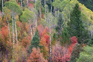 Liberty Idaho Prints: USA, Idaho, Liberty. Mink Creek