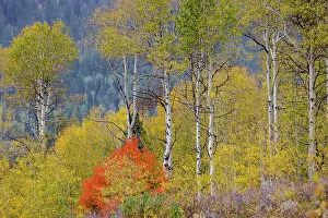 Liberty Idaho Prints: USA, Idaho, Liberty. Mink Creek